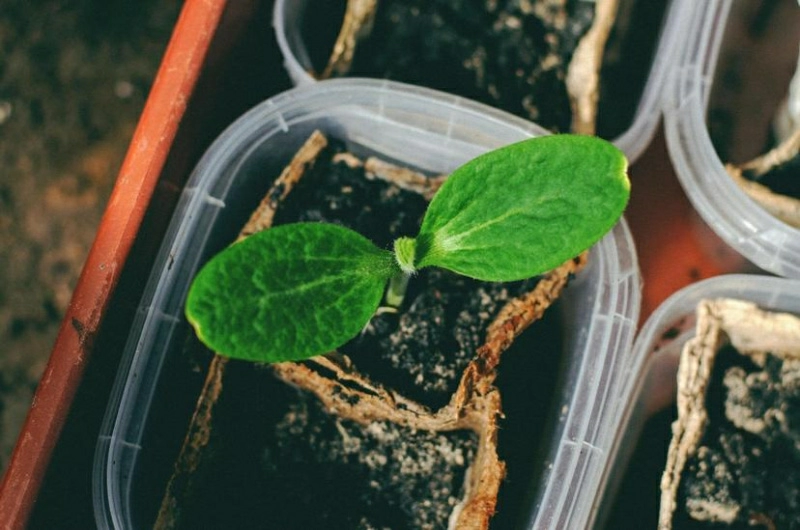 Как выращивать собственные растения из семян