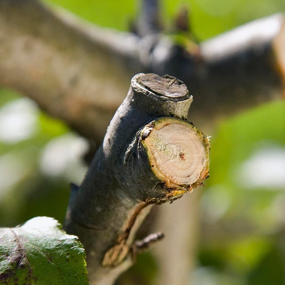 Секатор Gardena 08798-20 2